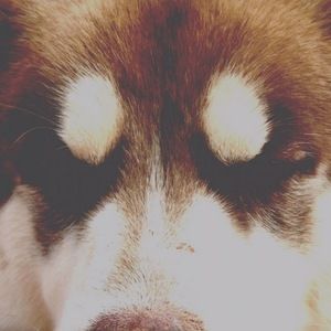 Meet your Posher, Chekymyus